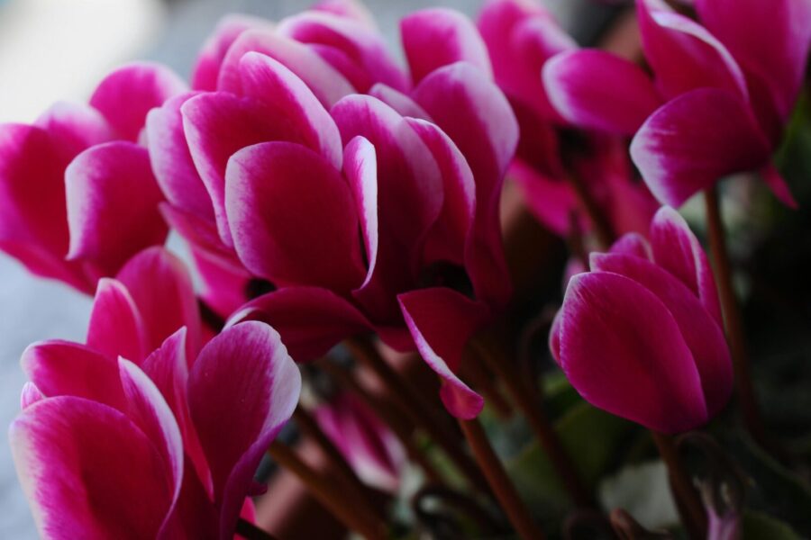 Beautiful close-up of vibrant pink Cyclamen flowers in bloom.