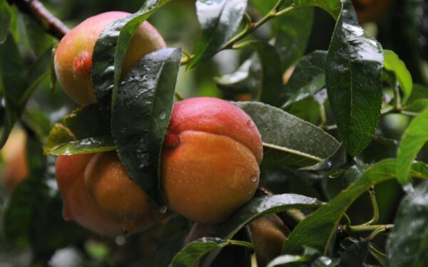 Persikas jūsų sode: atskleidė paprastą paslaptį, kad lepus medis kasmet krautų gausų derlių
