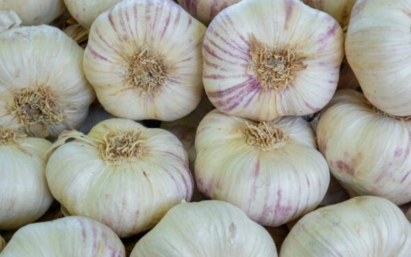 Česnakų galvos bus milžiniškos: štai ką privalote padaryti pavasarį, kad derlius stebintų