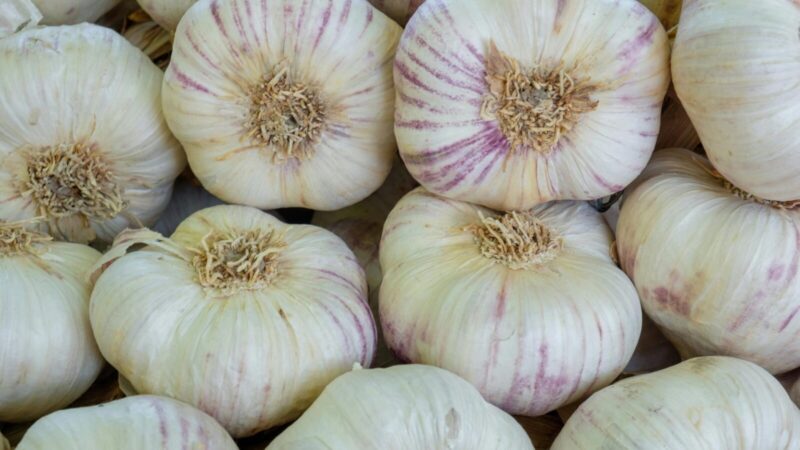 Česnakų galvos bus milžiniškos: viena natūrali gudrybė padės užauginti rekordinį derlių