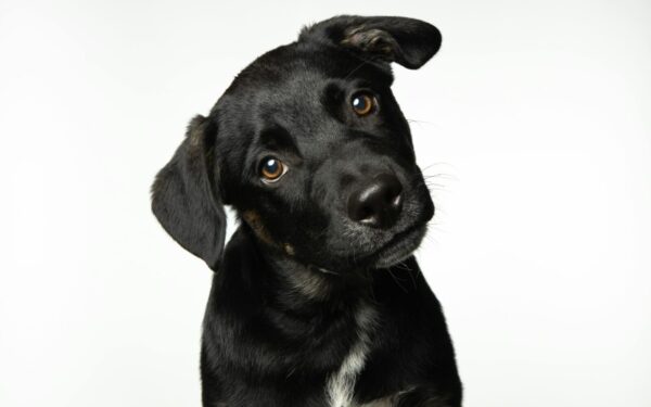 Ne tik meilus gestas: paaiškėjo, kodėl šuo pakreipia galvą, kai su juo kalbatės