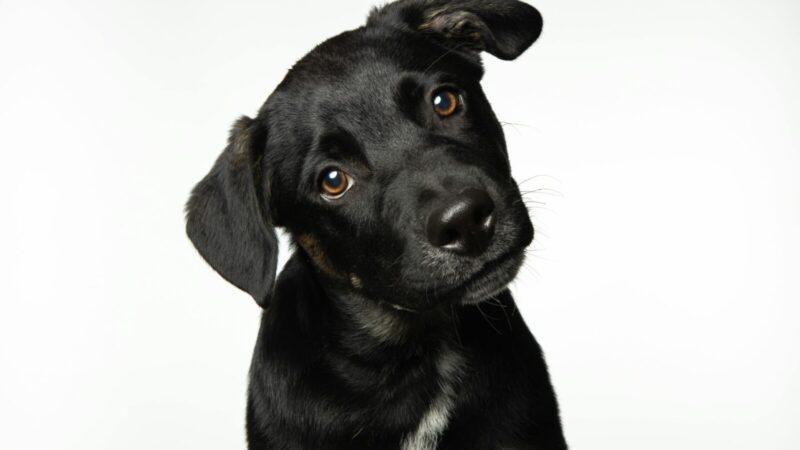 Ne tik meilus gestas: paaiškėjo, kodėl šuo pakreipia galvą, kai su juo kalbatės