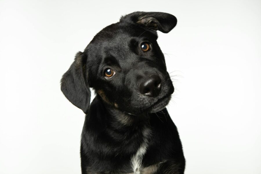 Adorable black puppy with a curious head tilt against a white background.