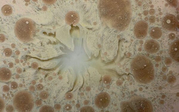 Net NASA švaros kambariai neapsaugojo: šis grybas gali ištverti kosmosą ir net pasiekti Marsą