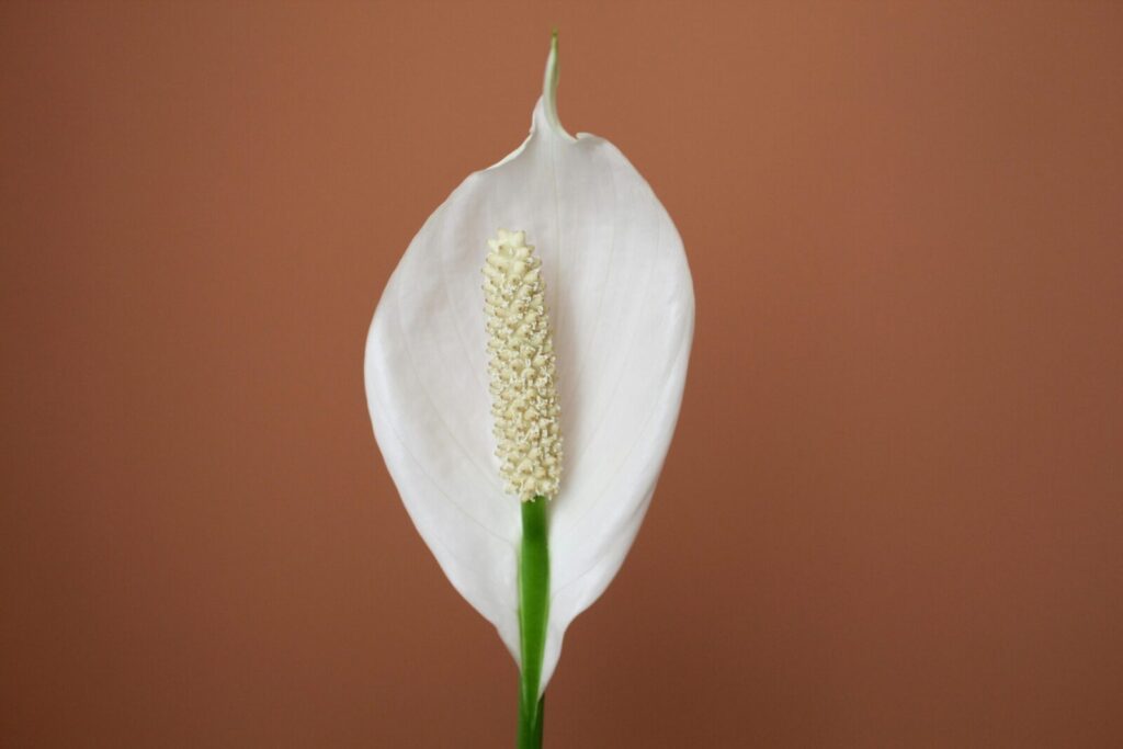 Close-up of a white Peace Lily (Spathiphyllum) against a brown backdrop, perfect for decoration.