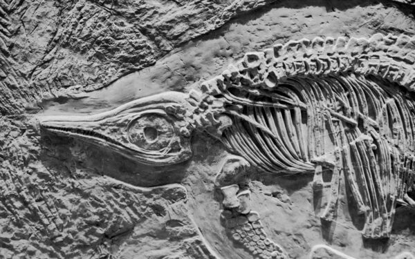 Piemens radinys Argentinoje privertė nustėrti: po žeme slėpėsi 155 milijonų metų senumo dinozauras