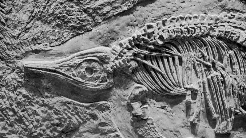 Piemens radinys Argentinoje privertė nustėrti: po žeme slėpėsi 155 milijonų metų senumo dinozauras