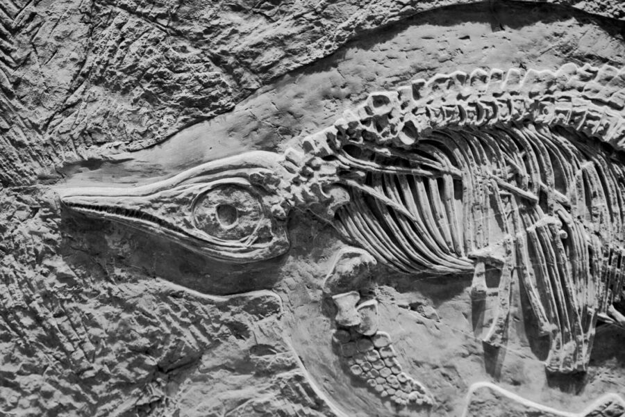 Close-up view of dinosaur fossil showcasing intricate skeletal details and textures.