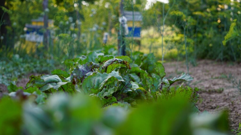 A vibrant vegetable garden in summer showcasing healthy beetroot plants with lush green leaves.