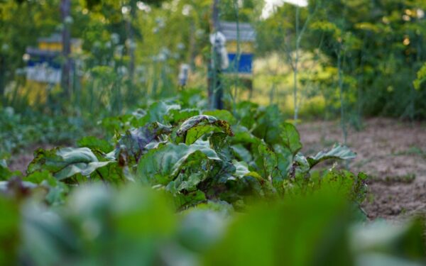 Niekada nesodinkite šių augalų kartu: štai kodėl kaimynų lysvės veši, o jūsų daržas džiūsta
