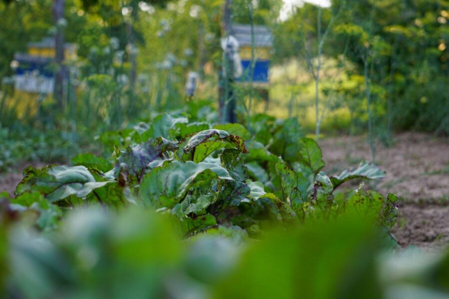 A vibrant vegetable garden in summer showcasing healthy beetroot plants with lush green leaves.
