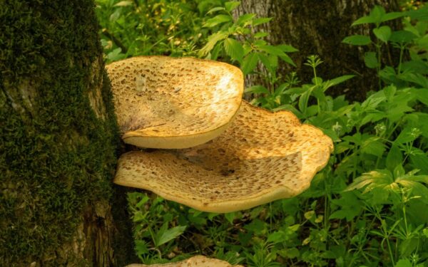 Grybautojai juos dažnai praeina, o veltui: šis pavasarinis miško milžinas kvepia agurkais