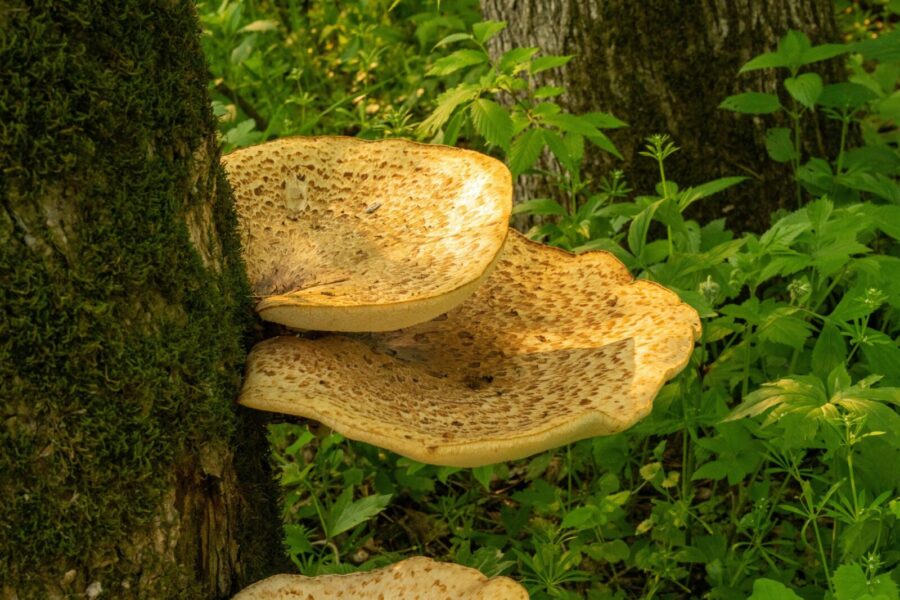 Detailed view of Polyporus squamosus mushrooms growing on a tree in a lush forest environment.