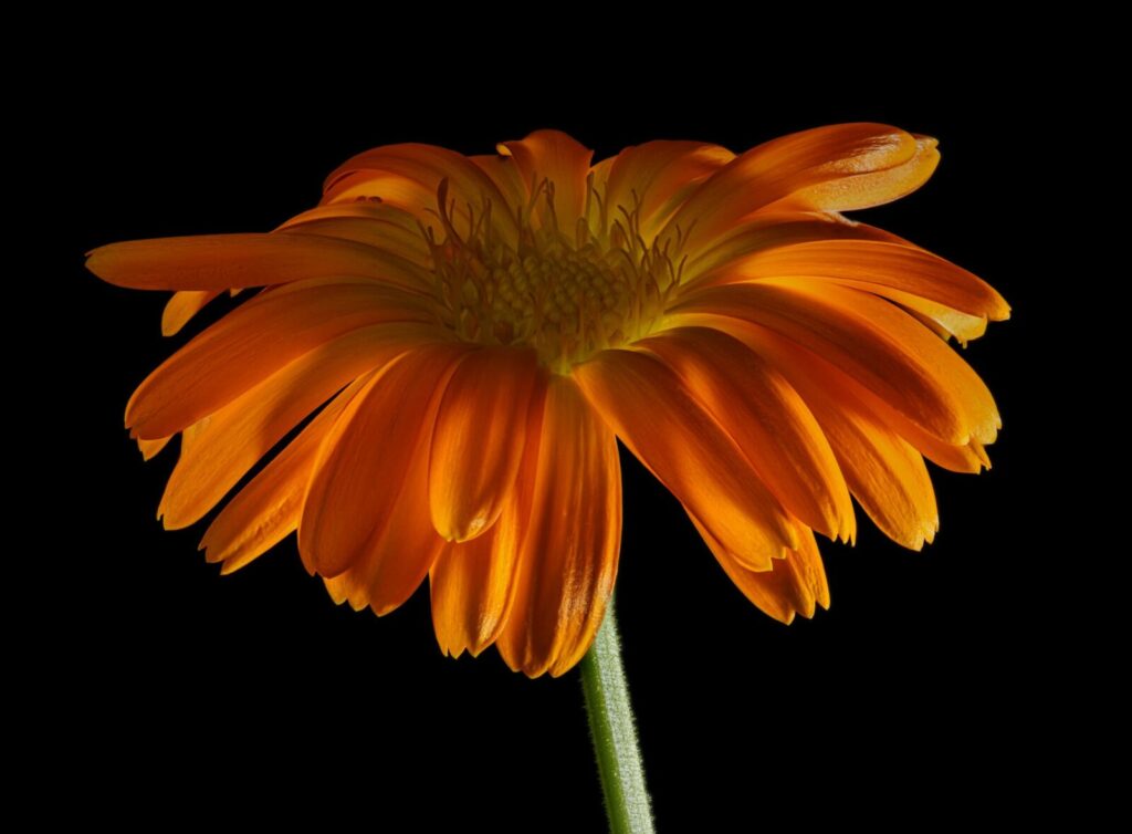 Close-up of a vibrant orange Gerbera daisy against a black background, highlighting its bright petals.