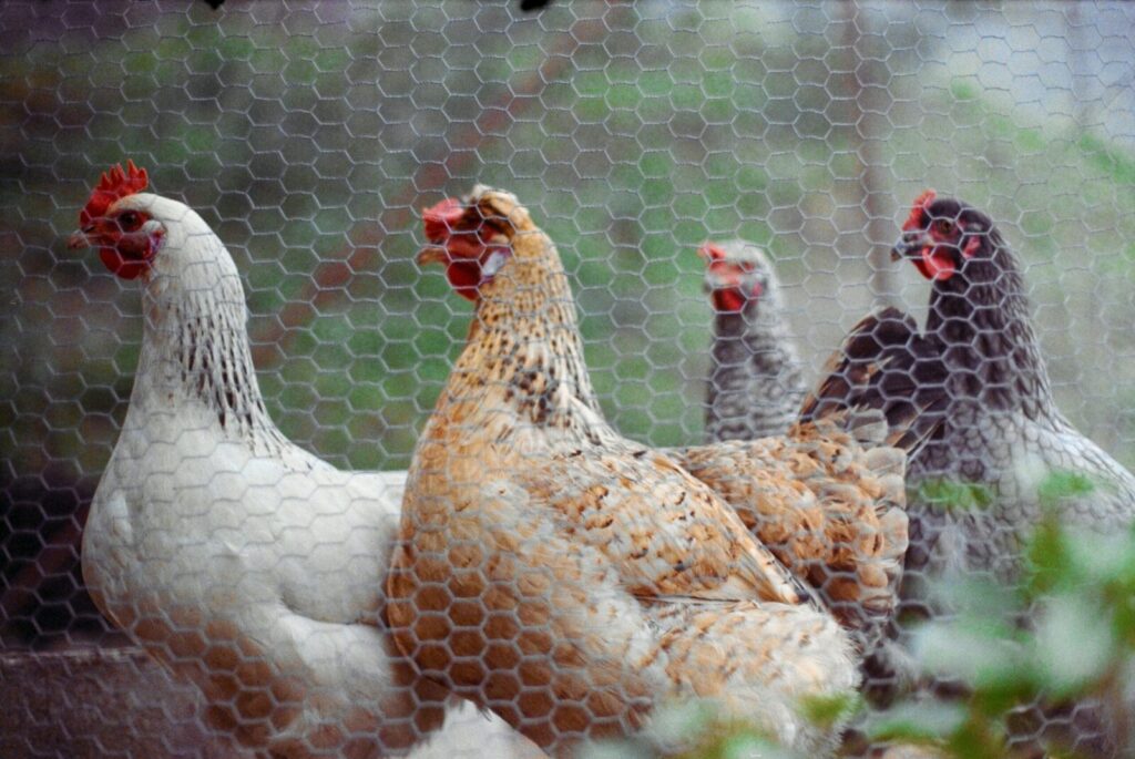A group of diverse hens behind a mesh fence on a farm in Cedrim, Aveiro.