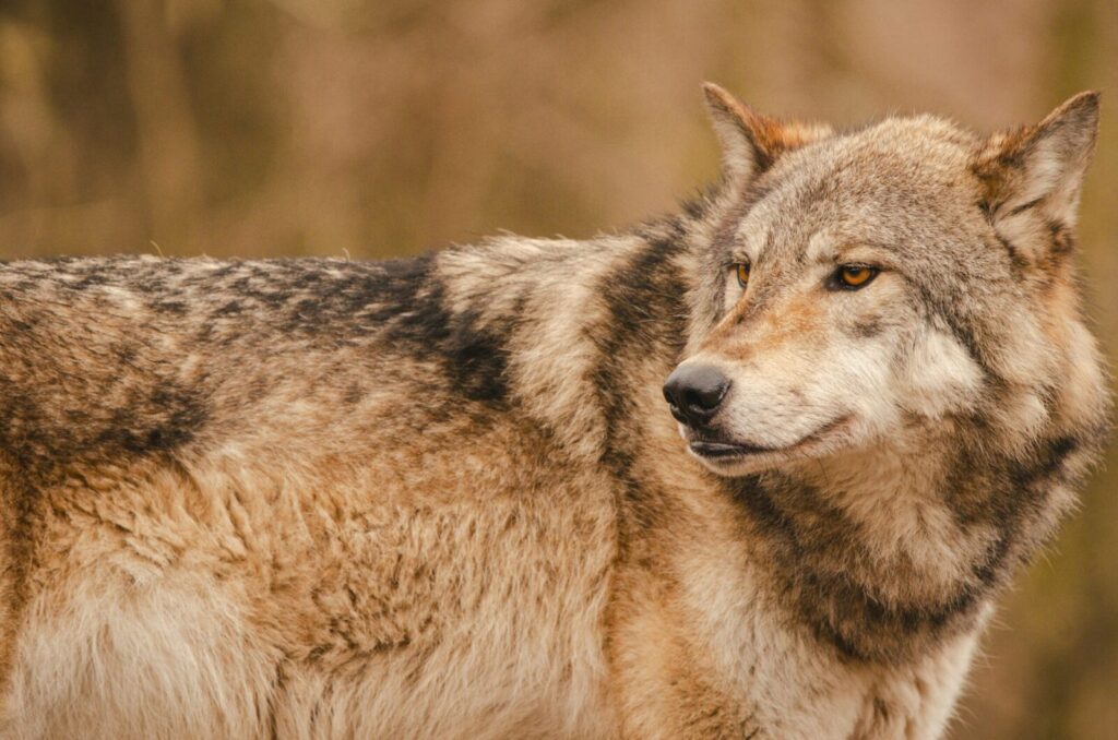Close-up portrait of a gray wolf in a natural setting, showcasing its majestic presence.