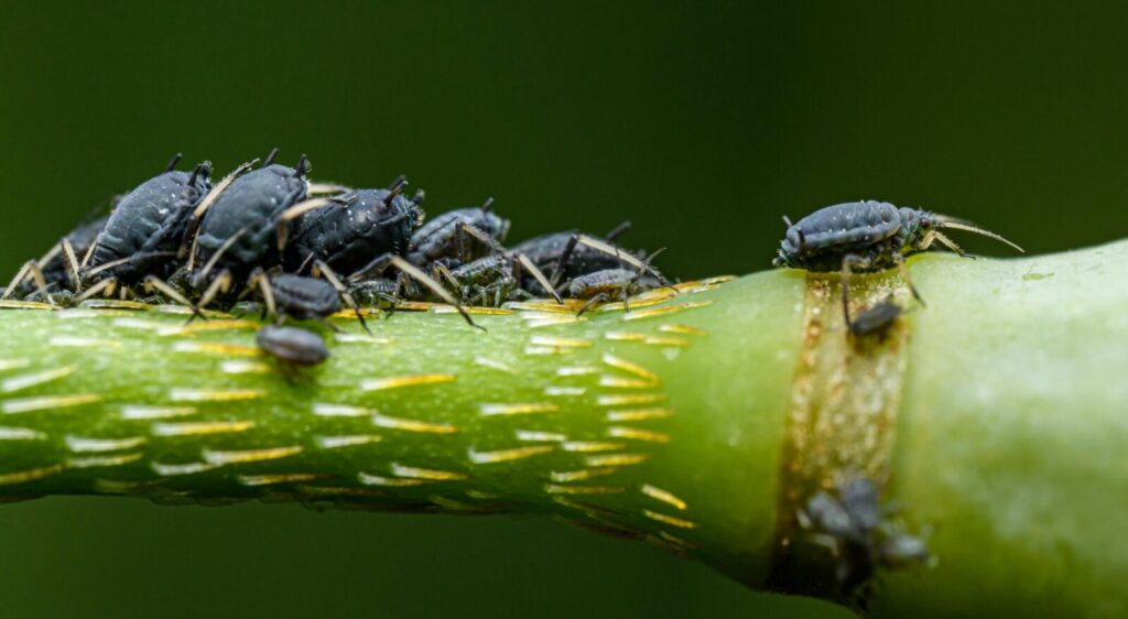 Macro shot of a group of aphids on a plant stem, showing detailed texture and natural setting.