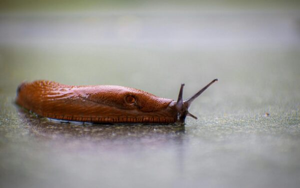 Šliužai šio kvapo bijo lyg ugnies: viena pigi priemonė išgelbės jūsų derlių per naktį