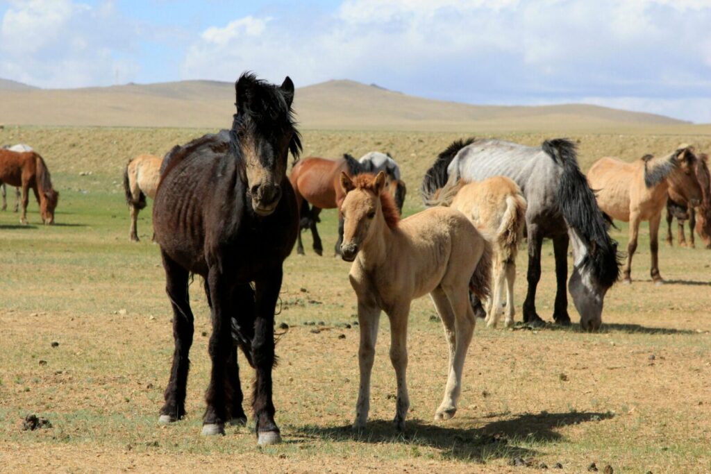 Herd of Mongolian horses grazing in the sunlit fields of Terelj, Ulaanbaatar on a summer day.