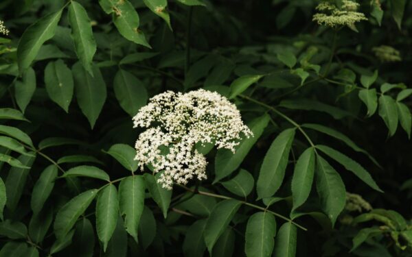 Šis populiarus krūmas auga daugelyje kiemų: kodėl jis gali kelti pavojų?