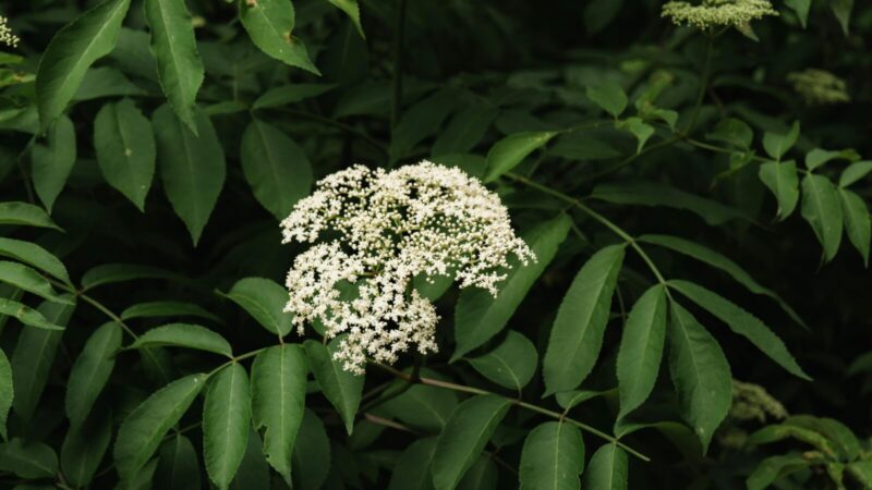 Šis populiarus krūmas auga daugelyje kiemų: kodėl jis gali kelti pavojų?