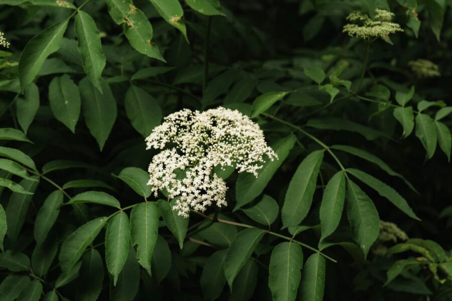 A close-up of blooming white elderberry flowers surrounded by green leaves in a natural setting.