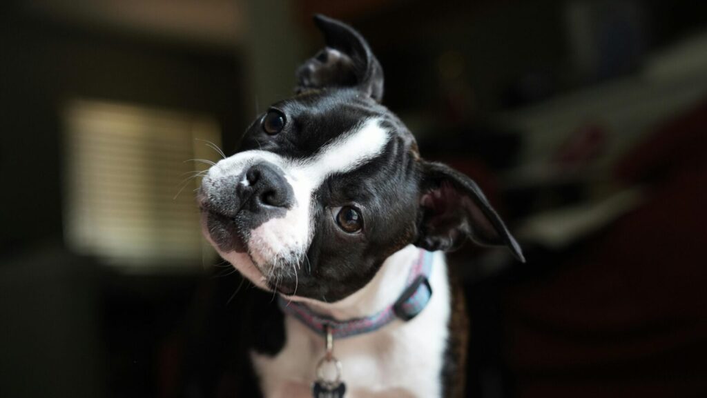 Close-up portrait of a Boston Terrier with a playful head tilt indoors.