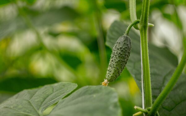 Jūsų lysvė neturi stovėti tuščia: atskleista, kaip gauti derlių dar neprasidėjus agurkų sezonui