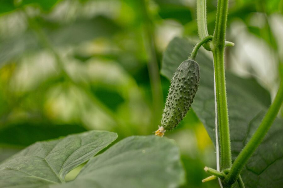 Detailed view of a small, unripe cucumber growing on a vine with green leaves.