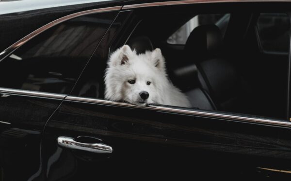 Baudos iki 115 eurų ir mirtinas pavojus: štai kaip privalote vežti šunį, kad išvengtumėte tragedijos