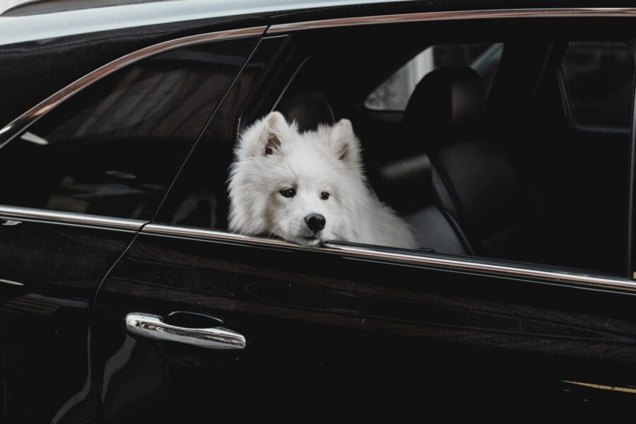 A fluffy Samoyed dog looking out from a car window, capturing a moment of curiosity and travel.