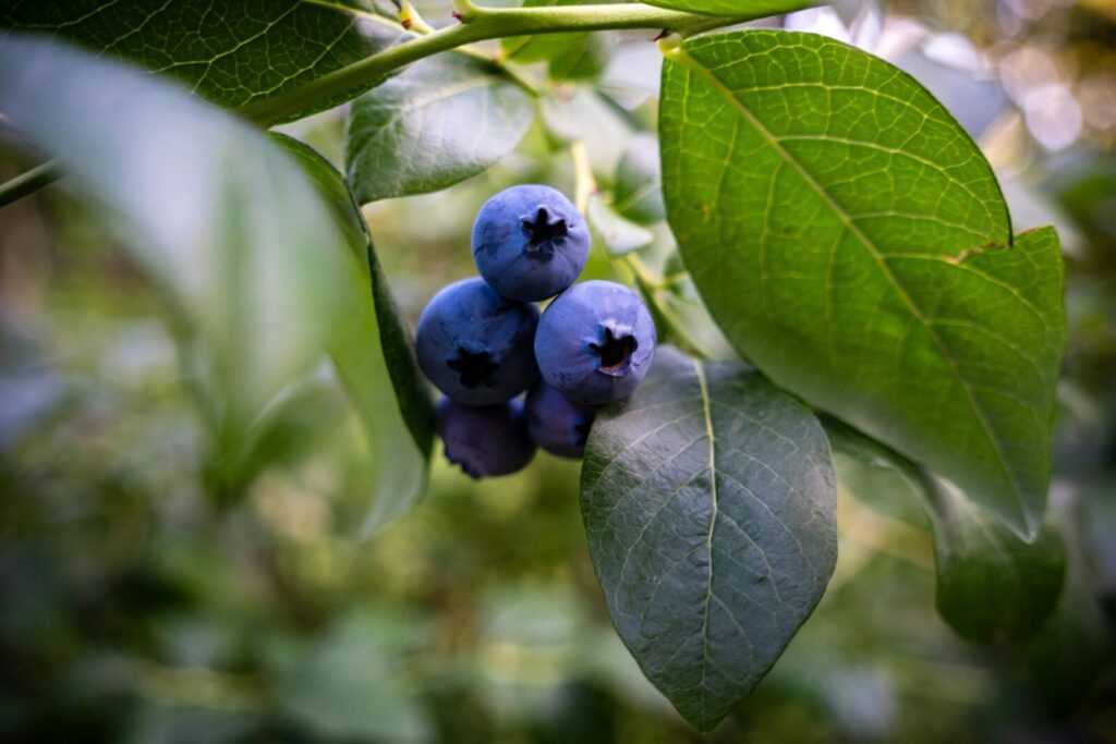 Detailed view of ripe blueberries on the bush, showcasing fresh summer harvest.