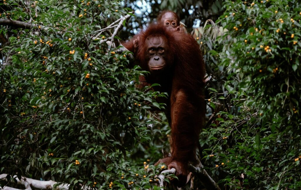 Mother orangutan with baby in dense rainforest, showcasing wildlife and nature's beauty.