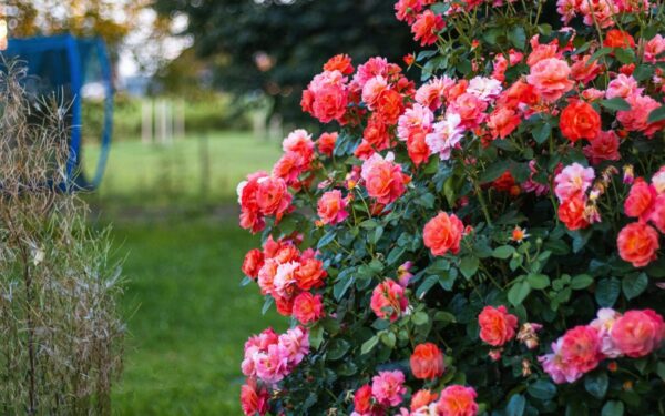 Rožės tiesiog skęs žieduose: ši natūrali trąša pavasarį daro stebuklus