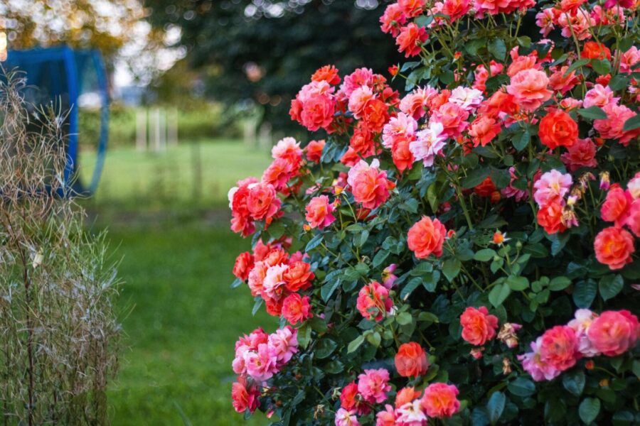 A cluster of vibrant coral roses in full bloom surrounded by lush greenery in a garden.