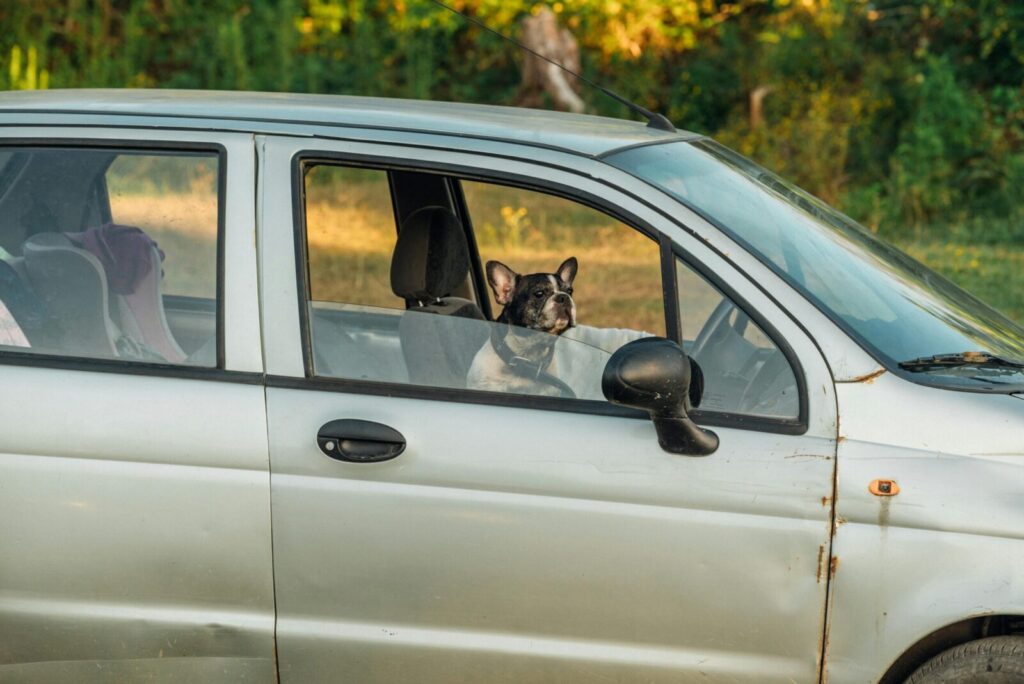 A French Bulldog enjoys the view from a parked car in a sunny outdoor setting.