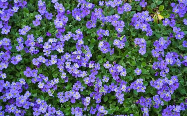 Atsisveikinkite su petunijomis: šis gausiai žydintis augalas reikalauja kur kas mažiau dėmesio