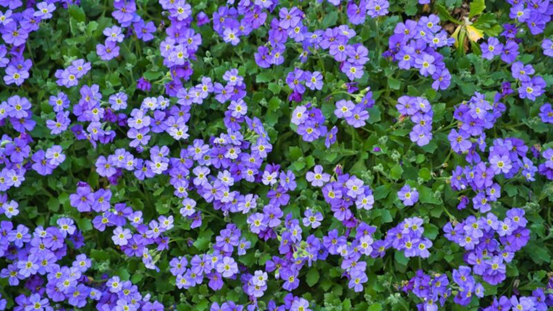Atsisveikinkite su petunijomis: šis gausiai žydintis augalas reikalauja kur kas mažiau dėmesio