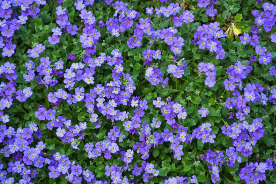 A stunning display of purple Aubrieta flowers in full bloom amidst lush green foliage.