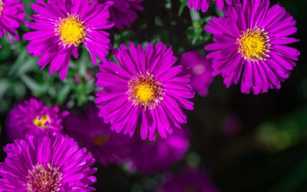 Sodininkai atskleidė didelę klaidą: kodėl astrų negalima tręšti mėšlu ir kaip jas sėti taisyklingai?