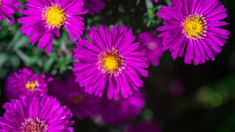 Sodininkai atskleidė didelę klaidą: kodėl astrų negalima tręšti mėšlu ir kaip jas sėti taisyklingai?