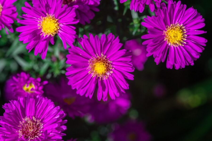 Beautiful close-up of vibrant purple aster flowers in full bloom, highlighting their bright yellow centers.