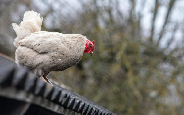 Kiaušinių bus tiek, kad nebetilps į šaldytuvą: balandį į pašarą įdėkite šį 1 priedą