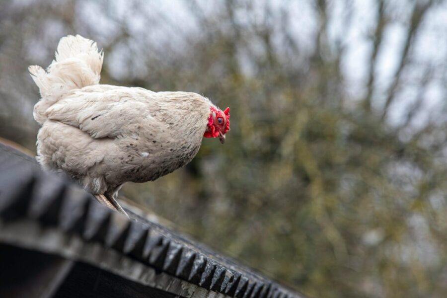 A white chicken stands on a farm roof, showcasing free-range behavior.