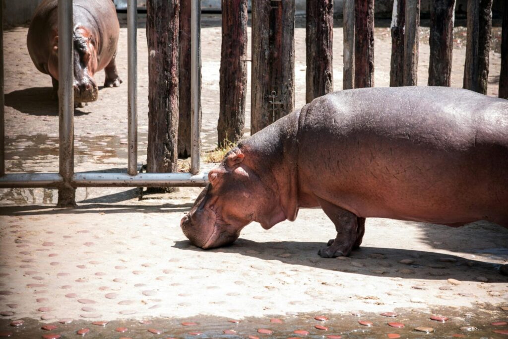 Two hippos bask in the sun inside their enclosure at Taipei Zoo, Taiwan.