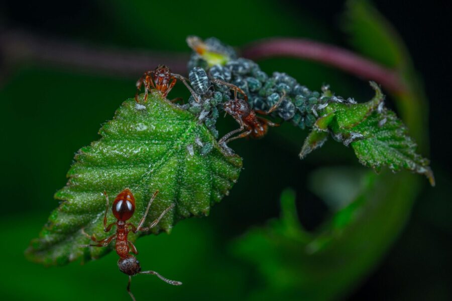 Close-up image showing an ant and aphids interacting on a green leaf.