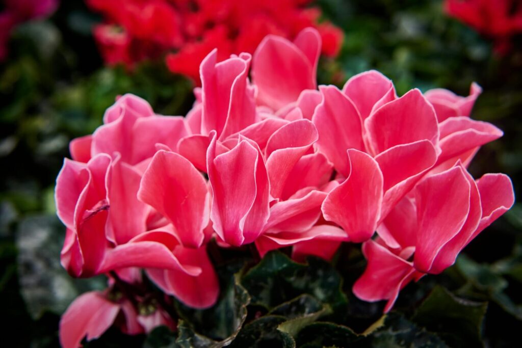 A close-up image of bright pink cyclamen flowers displaying rich, detailed petals.