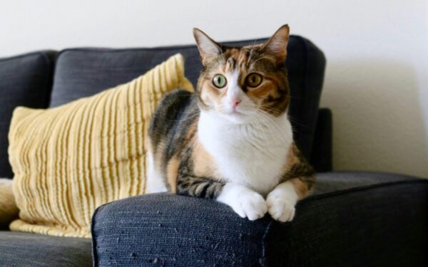 Katė bėga pamačiusi jūsų rankas? Viena klaida, kuria griaunate augintinio pasitikėjimą