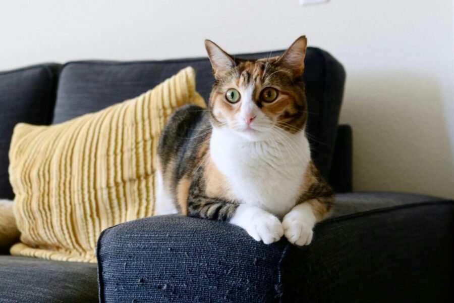 Adorable calico cat relaxing on a sofa indoors with a yellow pillow, peaceful ambiance.