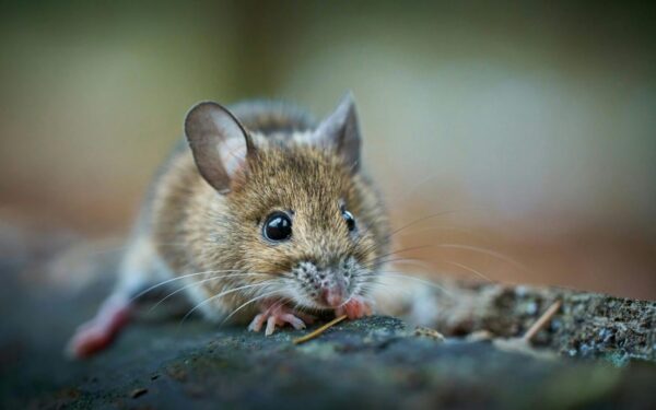 Pelės paliks jūsų lysves ramybėje: atskleista, kaip jas išvyti be jokių spąstų ar nuodų